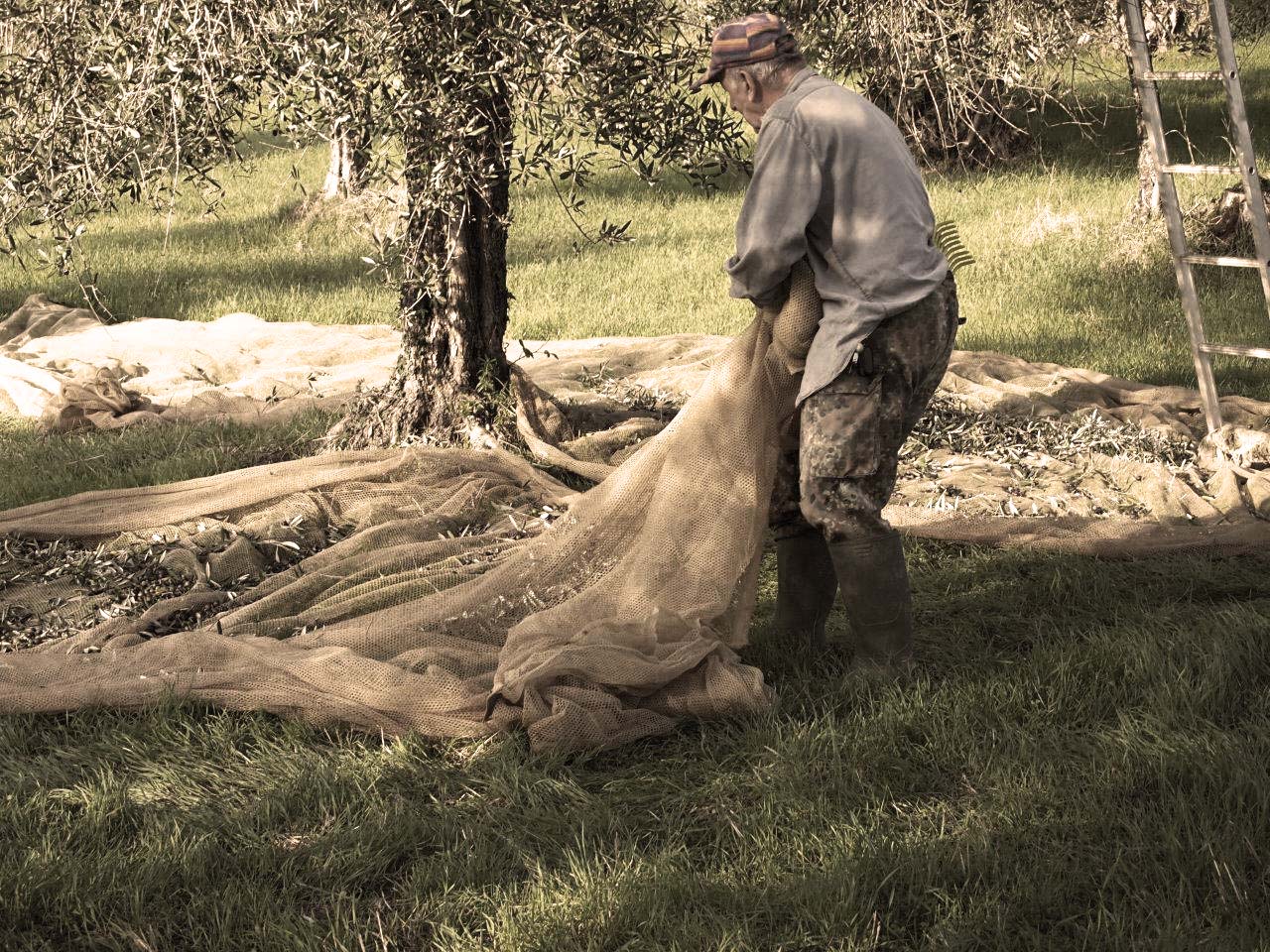 Frantoio San Gimignano - produzione olio extra vergine di alta qualità